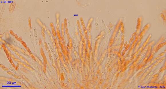 Image of Hypomyces leotiicola Rogerson & Samuels 1985