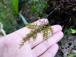 Image of Hymenophyllum sanguinolentum (G. Forst.) Sw.