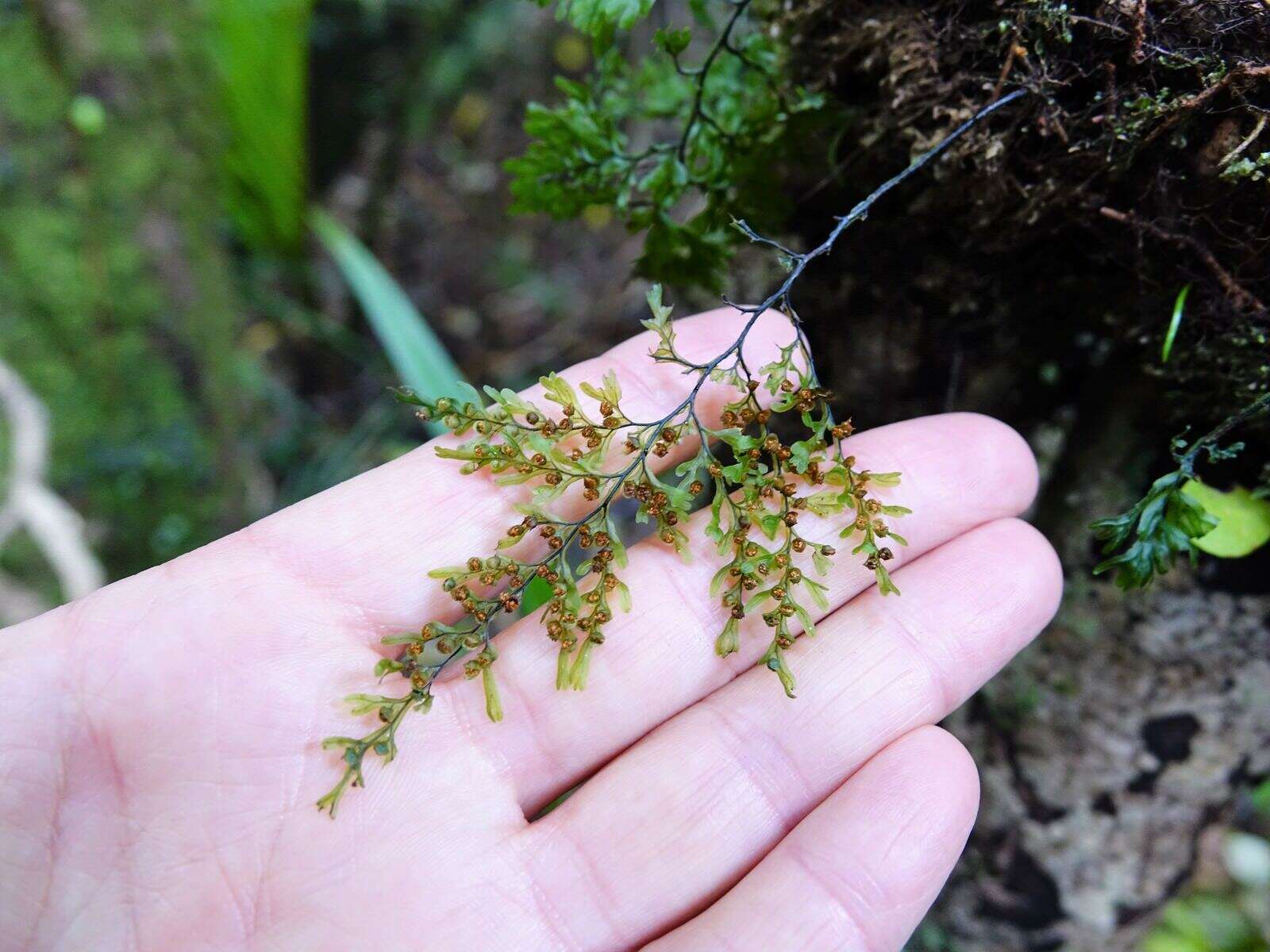 Hymenophyllum sanguinolentum (G. Forst.) Sw.的圖片