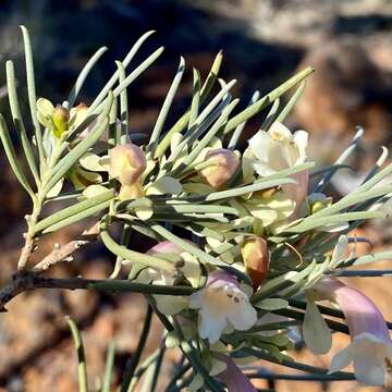 صورة Eremophila oppositifolia R. Br.