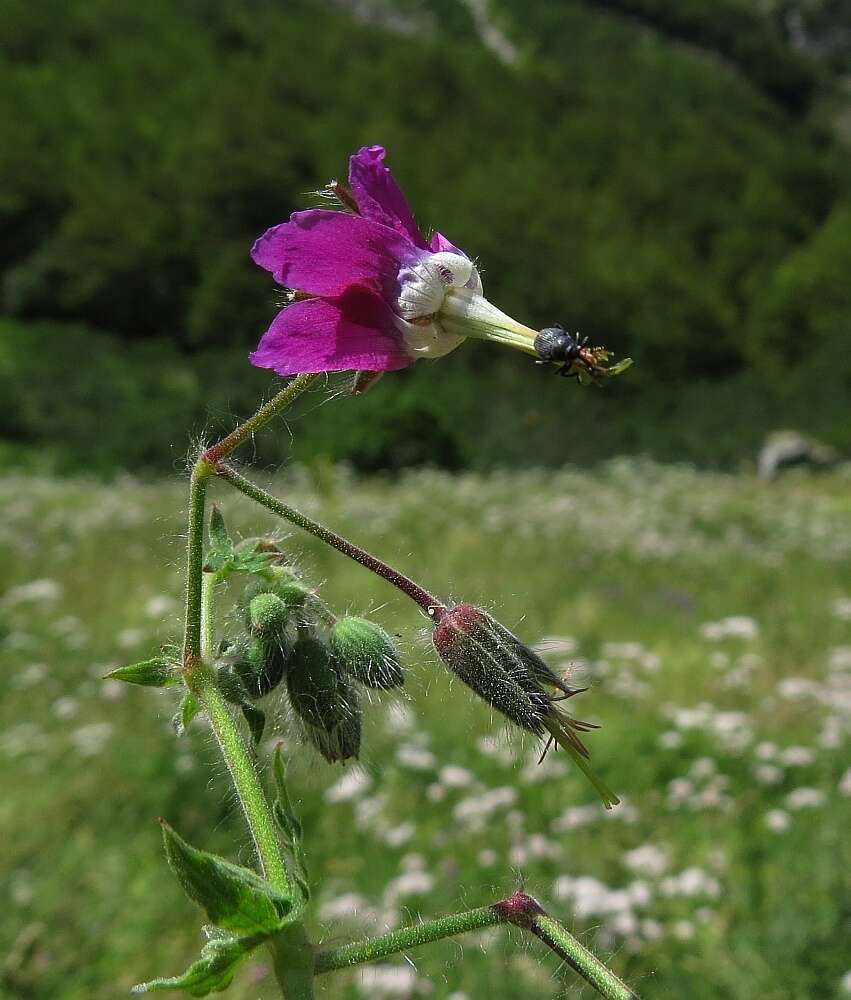 Image of Geranium reflexum L.