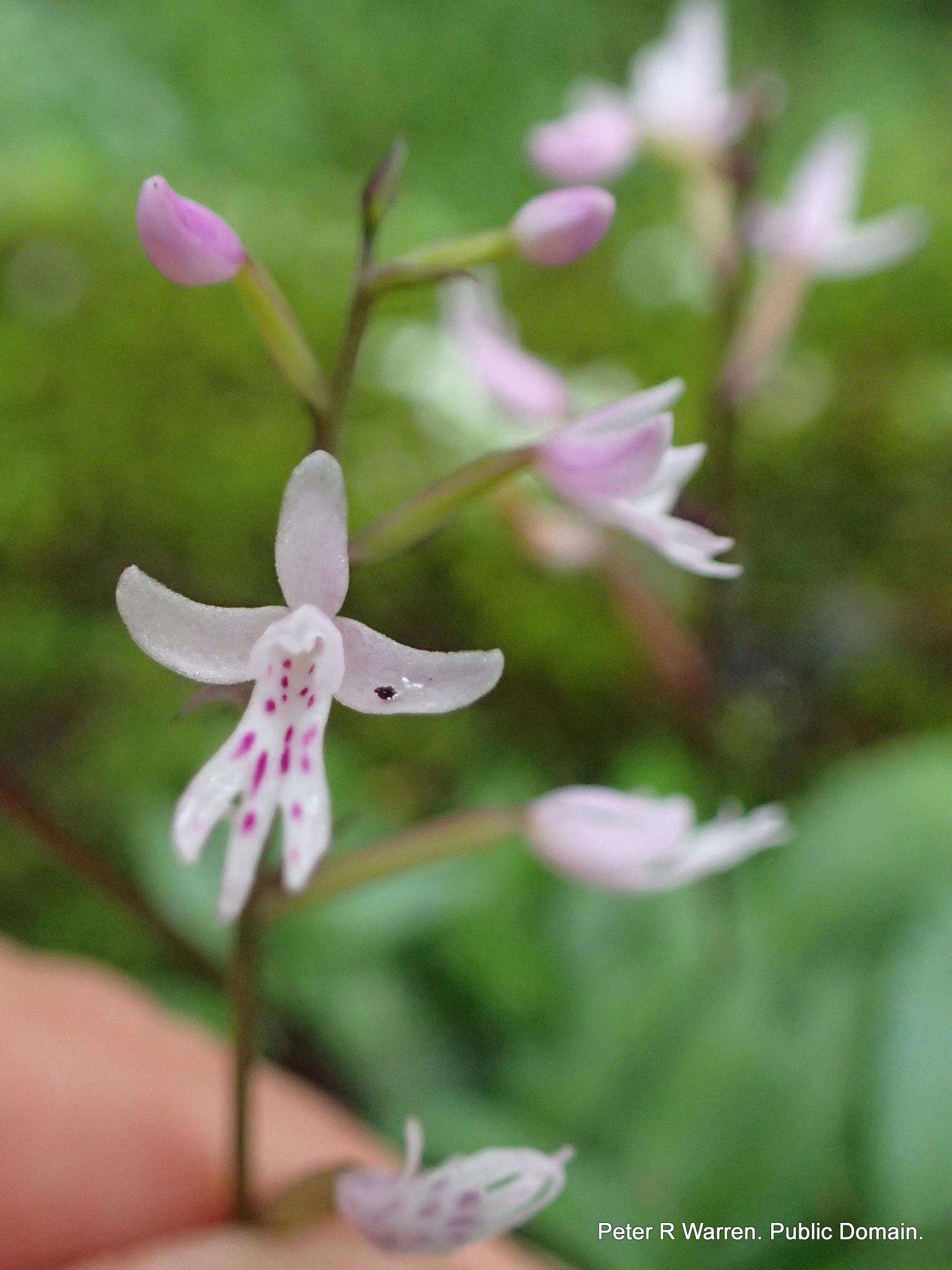 Image of Stenoglottis fimbriata Lindl.