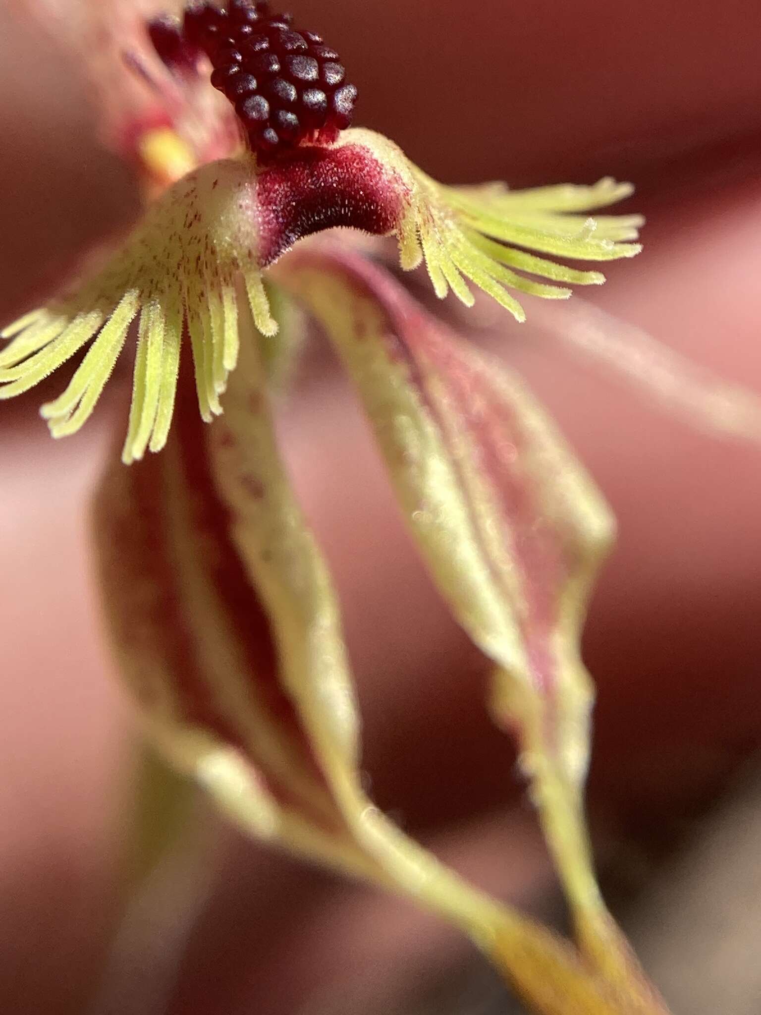 Caladenia plicata Fitzg.的圖片