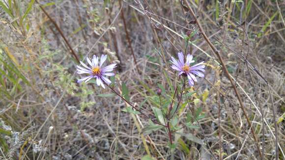 Image de Symphyotrichum carnerosanum (S. Wats.) G. L. Nesom