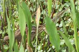 Image of American Bittern