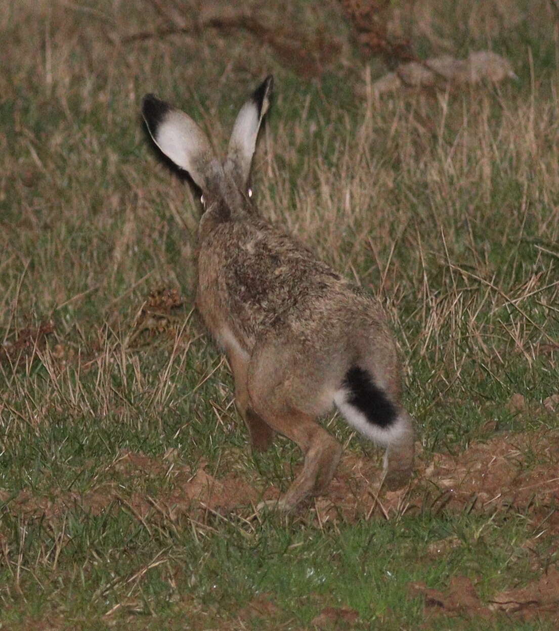 Image of Broom Hare