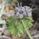 Image of branching phacelia