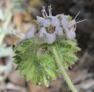 Image de Phacelia ramosissima var. latifolia (Torr.) A. Cronquist