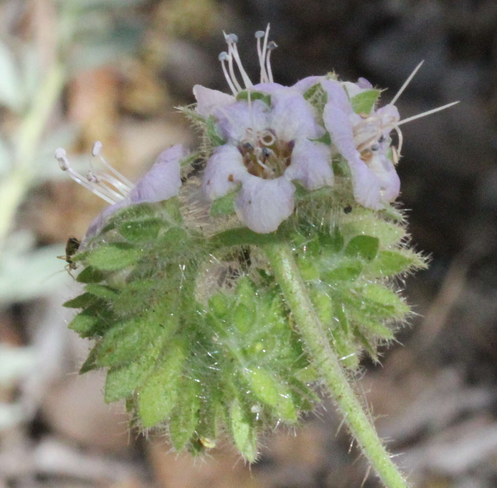 Image of branching phacelia