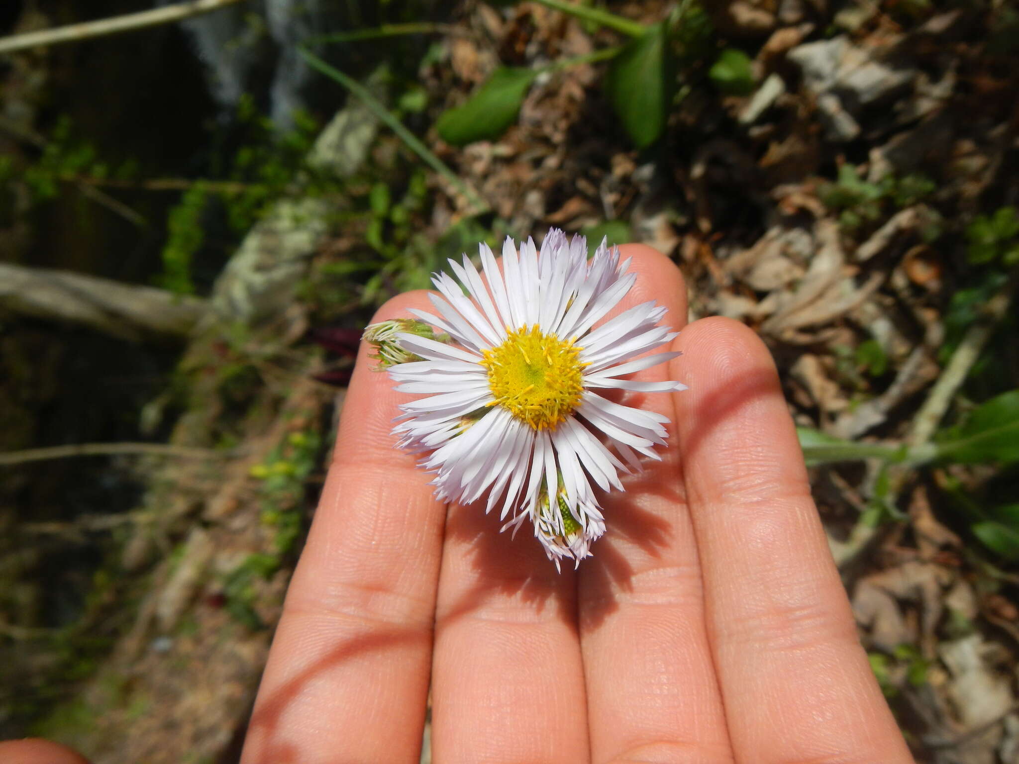 Plancia ëd <i>Erigeron <i>pulchellus</i></i> var. pulchellus