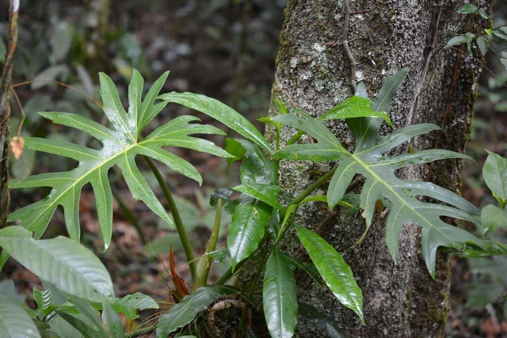 Image of Philodendron radiatum Schott