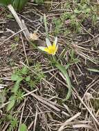 Image of Tulipa urumiensis Stapf