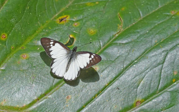 Image of Catasticta notha (Doubleday 1847)