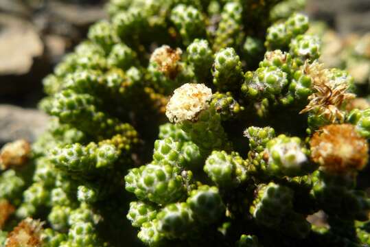 Image of Ozothamnus coralloides Hook. fil.