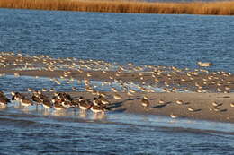 Image of Calidris alpina hudsonia (Todd 1953)