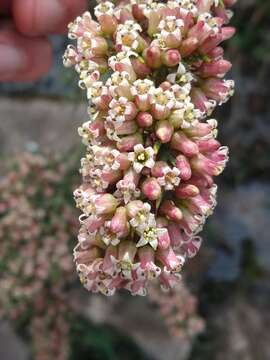 Imagem de Colletia spinosissima J. F. Gmel.