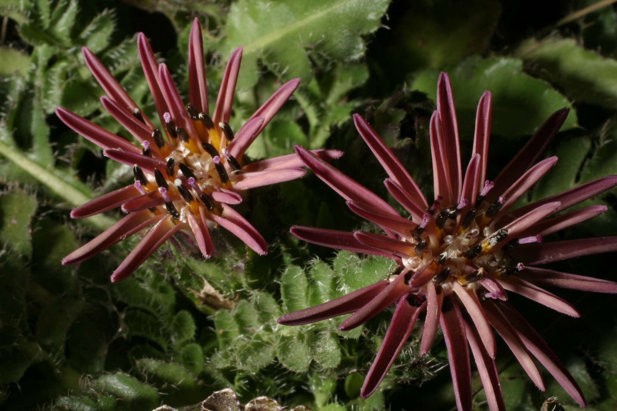 Image of Perezia pinnatifida (Humb. & Bonpl.) Wedd.