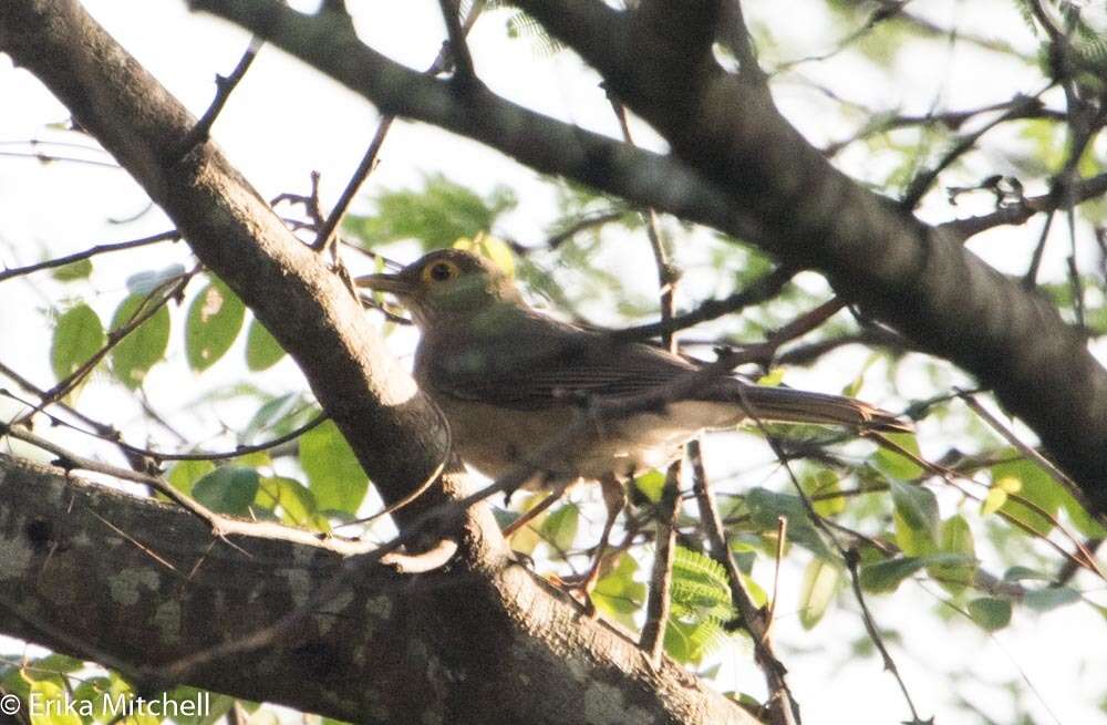 Image of Spectacled Thrush