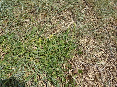 Image of sea beet