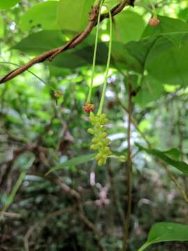 Image of bay starvine