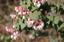 Arctostaphylos pajaroensis (J. E. Adams ex Mc Minn) J. E. Adams resmi