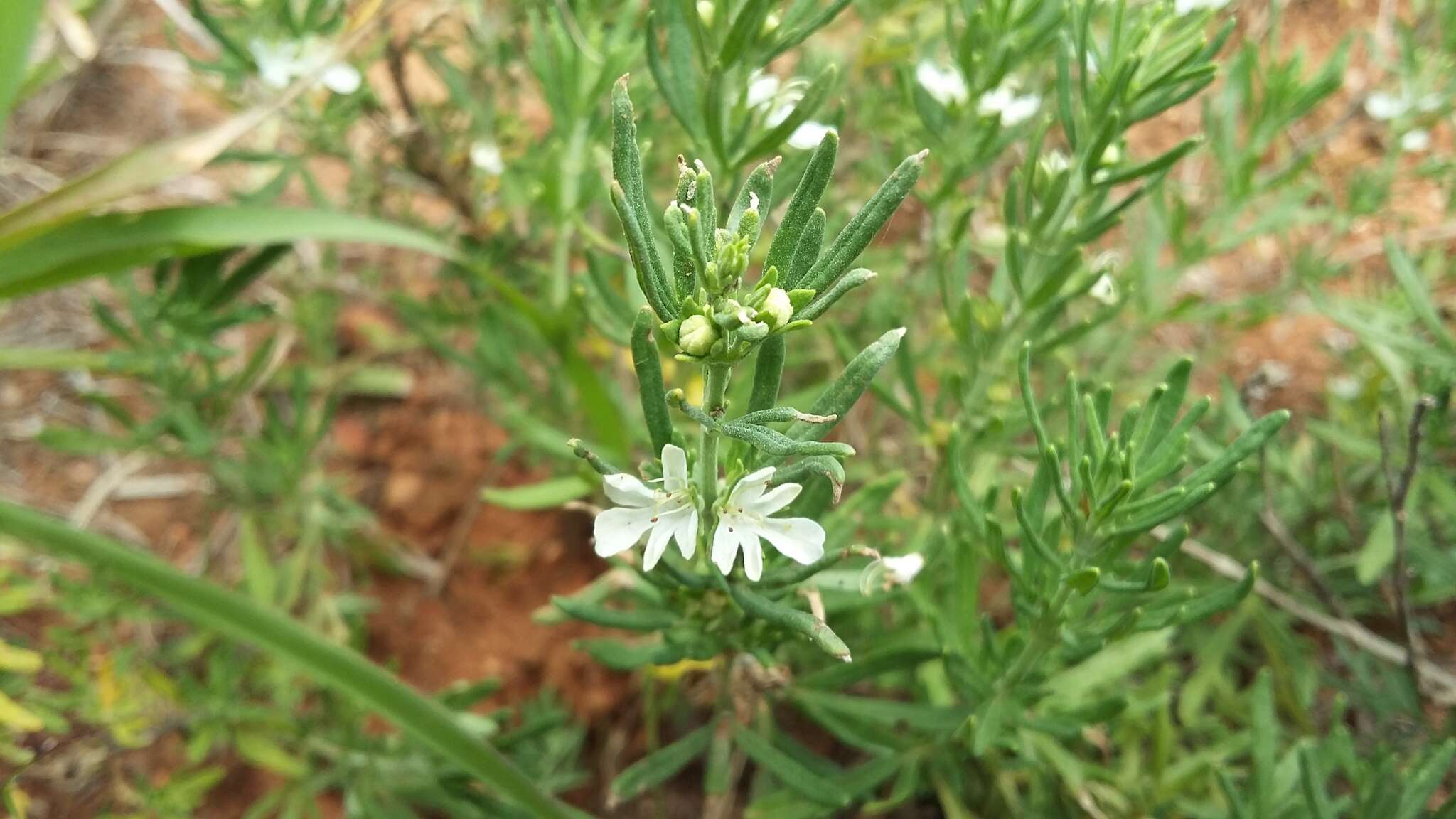 Image de Teucrium trifidum Retz.