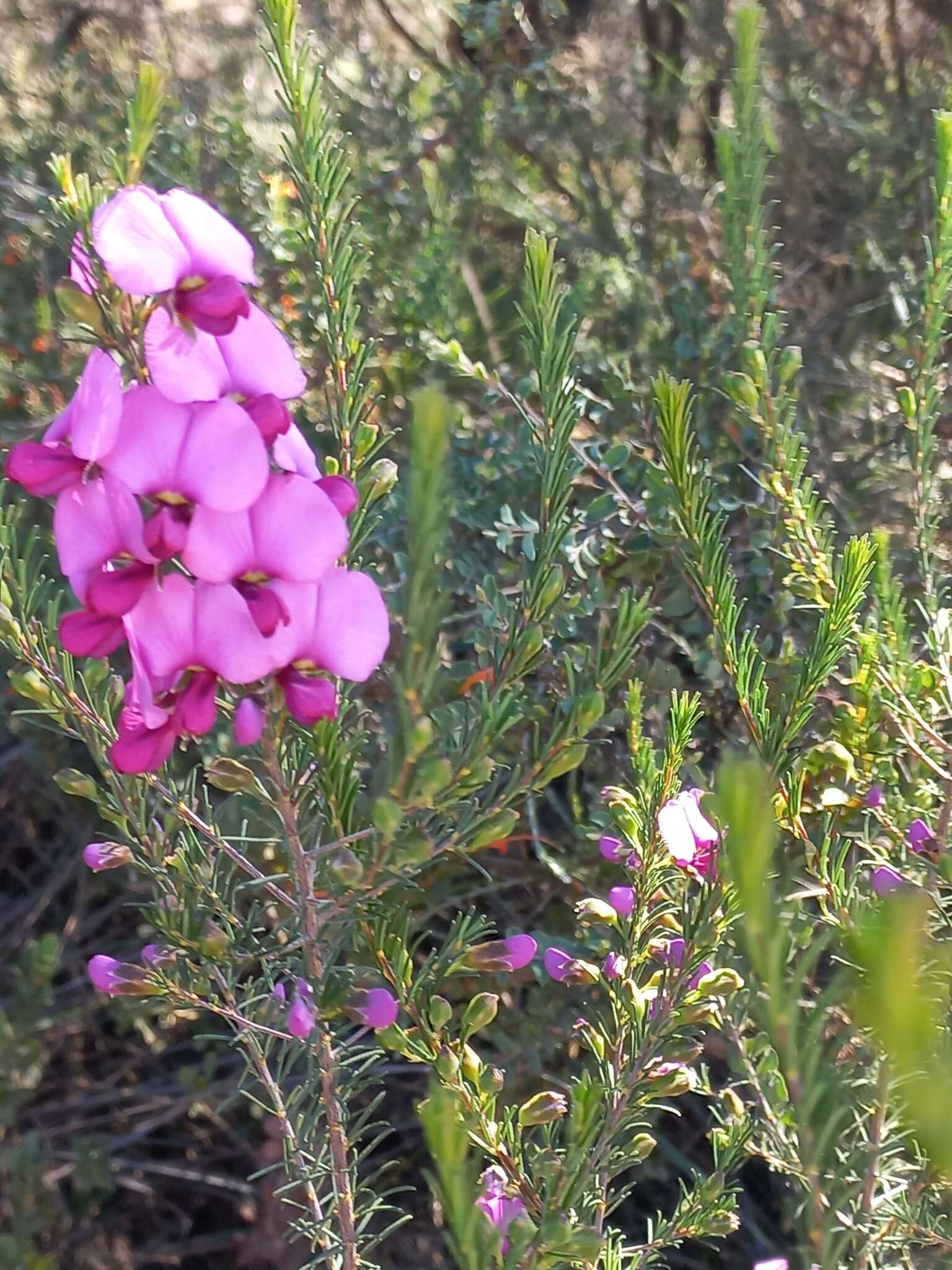 Слика од Gompholobium scabrum Sm.