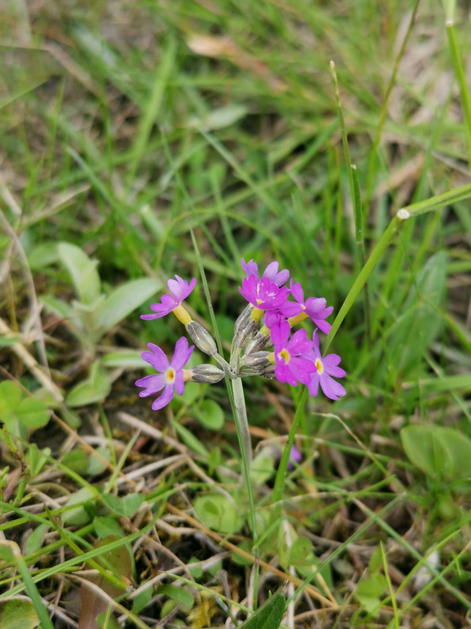 Plancia ëd Primula scandinavica Brunn.