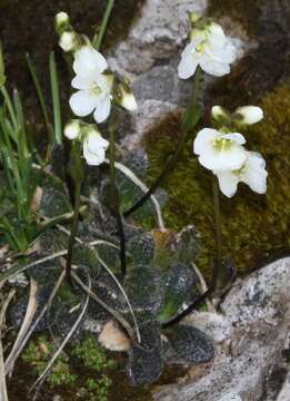 Image of Arabis stellulata Bertol.