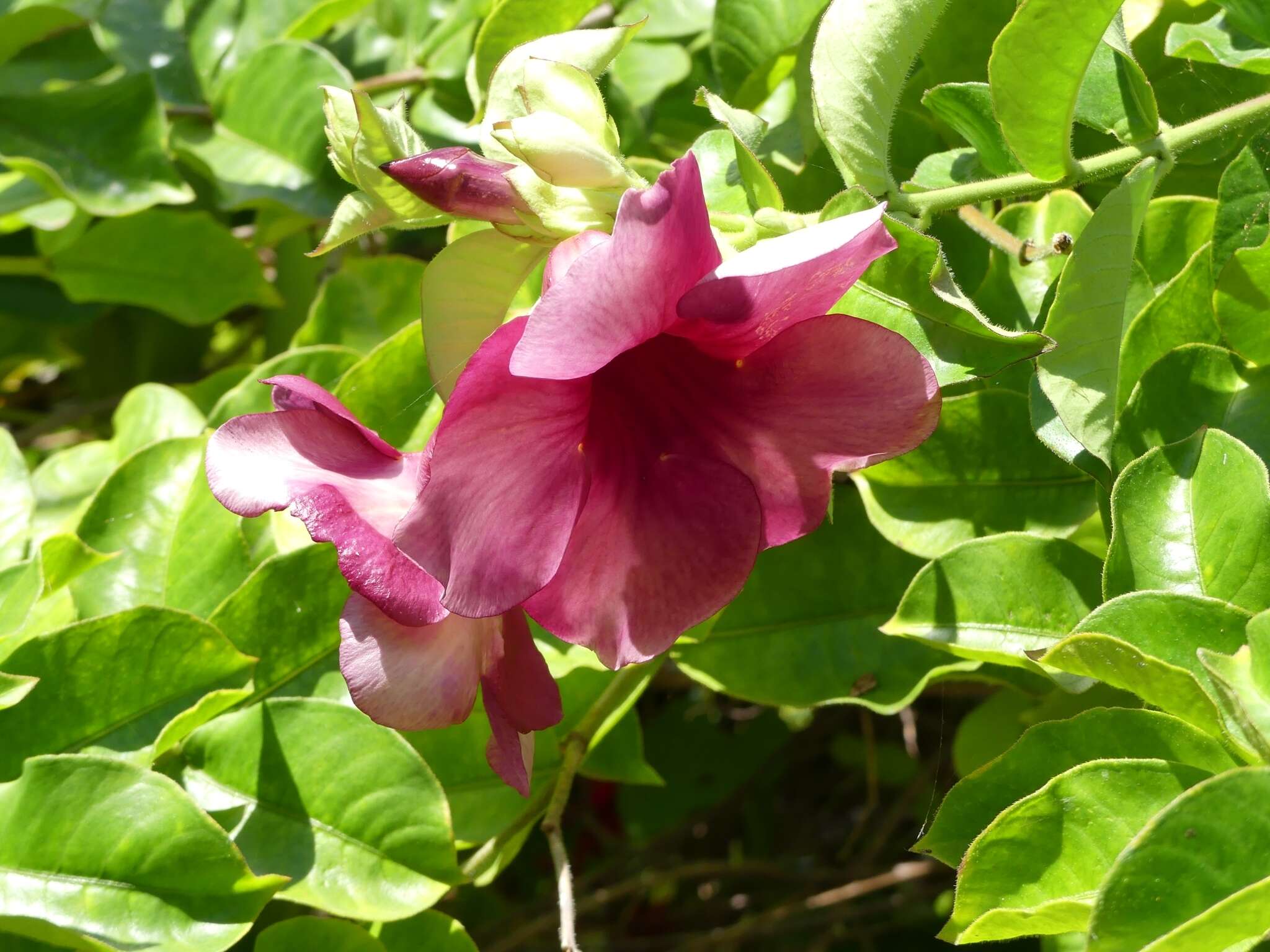 Image of purple allamanda