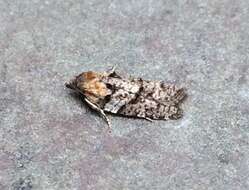 Image of Eastern Black-headed Budworm Moth