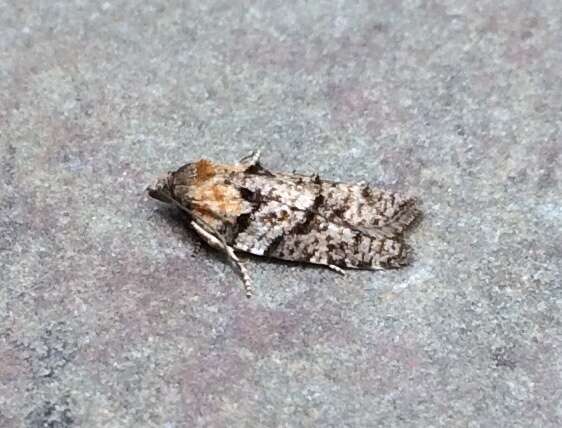 Image of Eastern Black-headed Budworm Moth