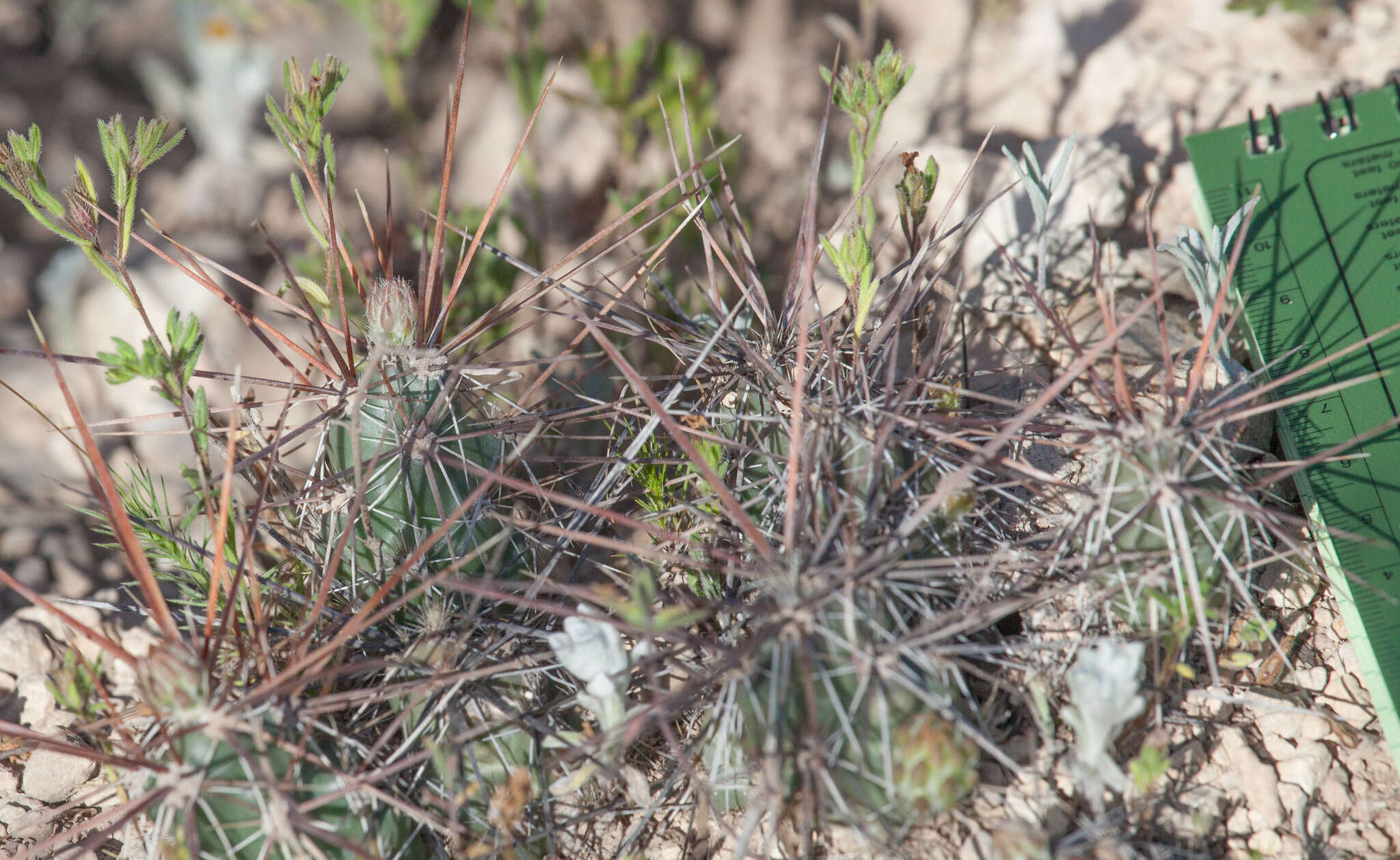 Image of Schott's Prickly-pear Cactus