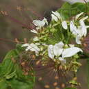 Image of Capparidastrum discolor (J. D. Sm.) Cornejo & Iltis