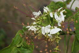 Image of Capparidastrum discolor (J. D. Sm.) Cornejo & Iltis