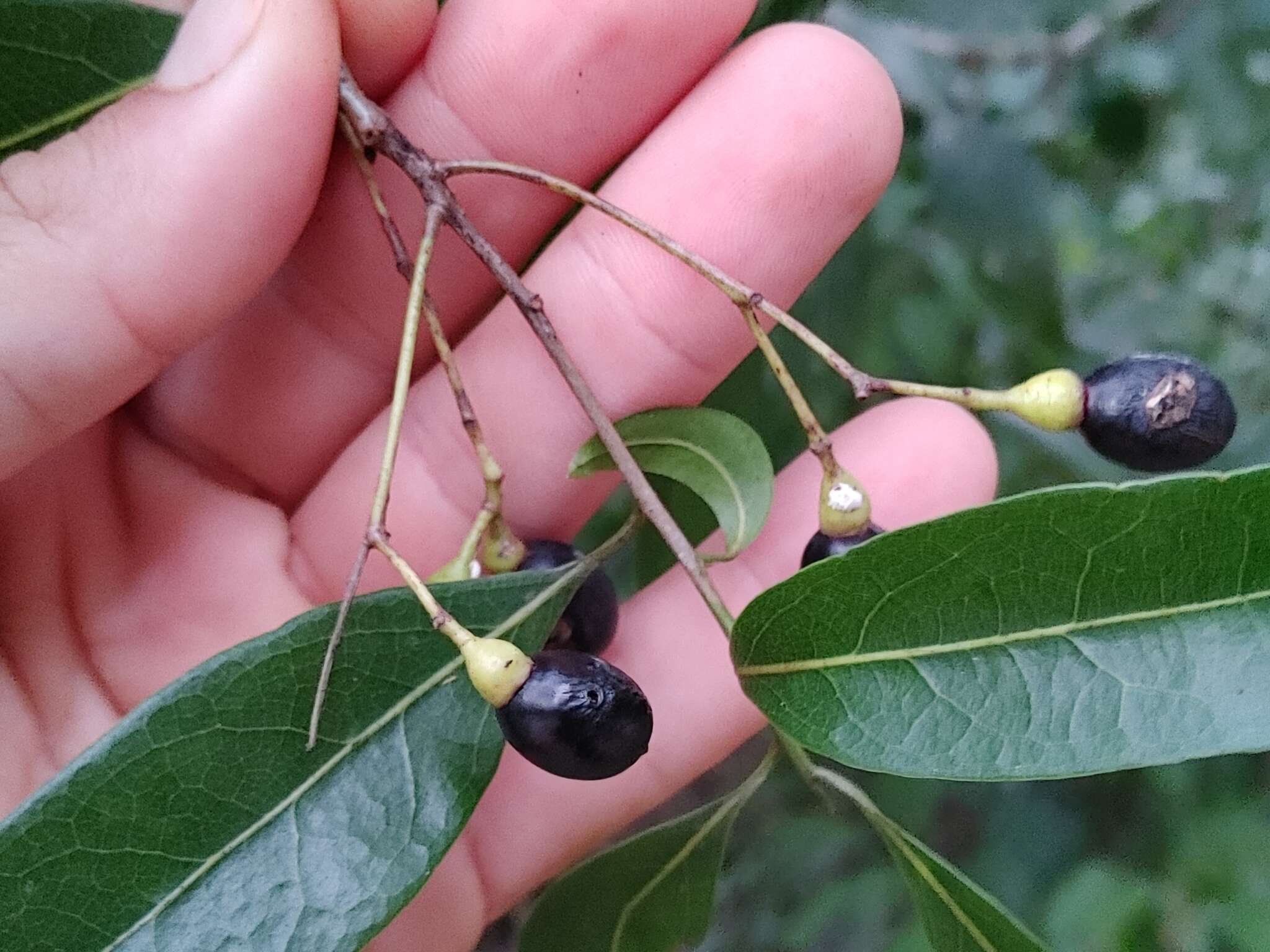 Image of Damburneya coriacea (Sw.) Trofimov & Rohwer