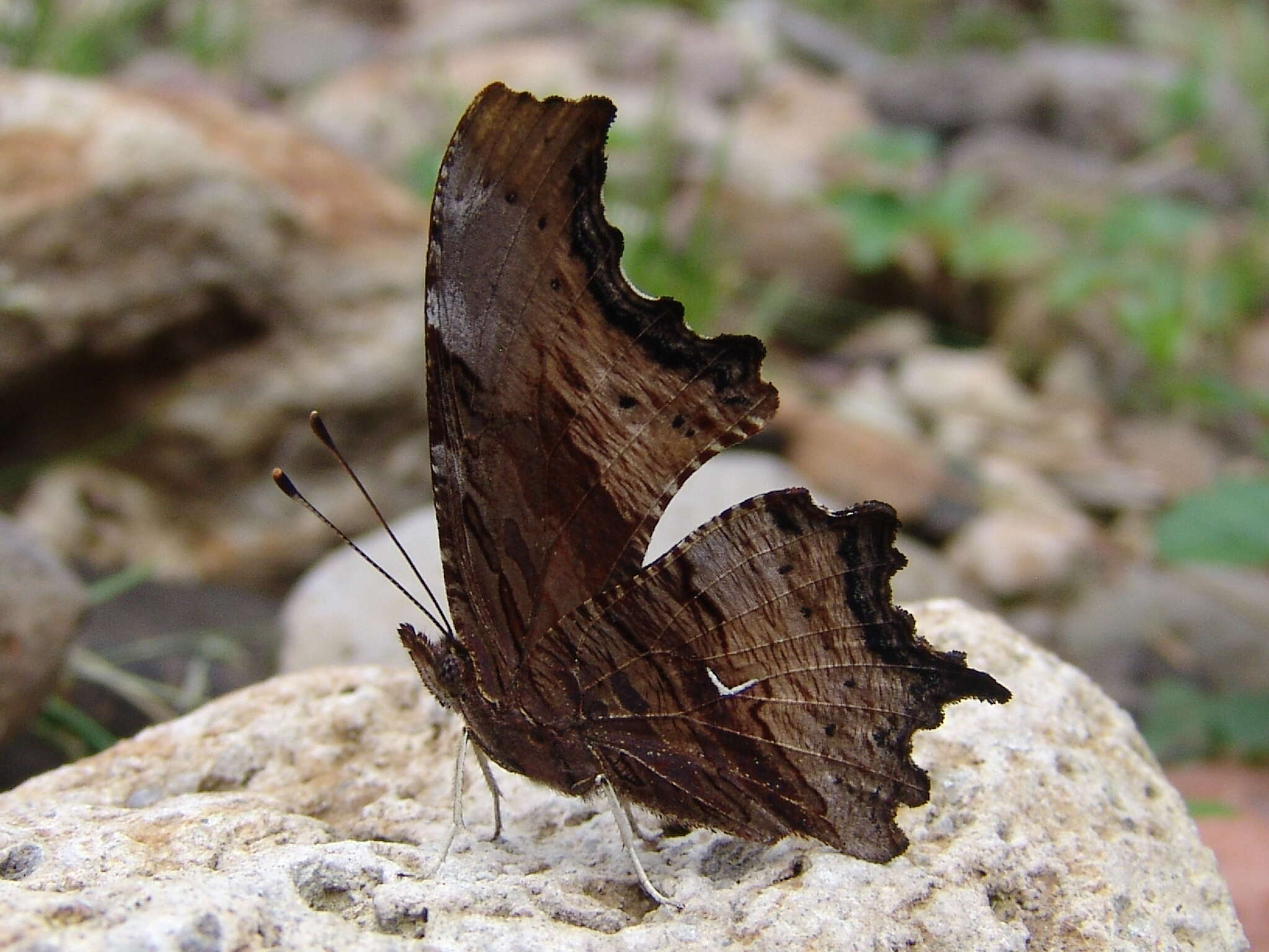 Слика од Polygonia haroldi Dewitz 1877