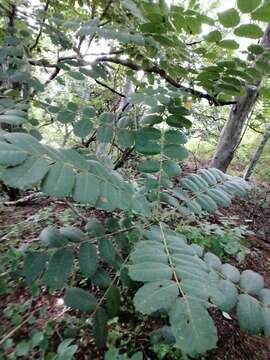 صورة Comocladia macrophylla (Hook. & Arn.) L. Riley