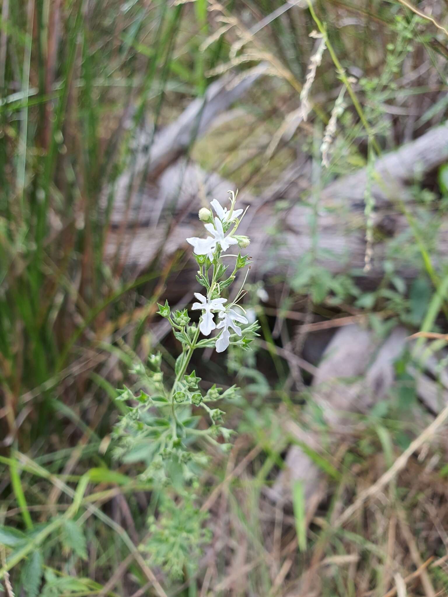 Image of Teucrium corymbosum R. Br.