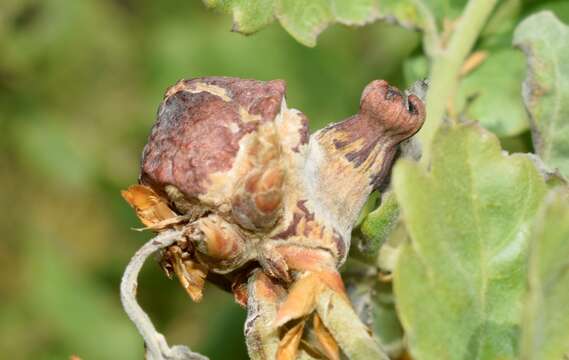 Image of <i>Andricus tomentosus</i>