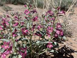 Image de Penstemon albomarginatus M. E. Jones