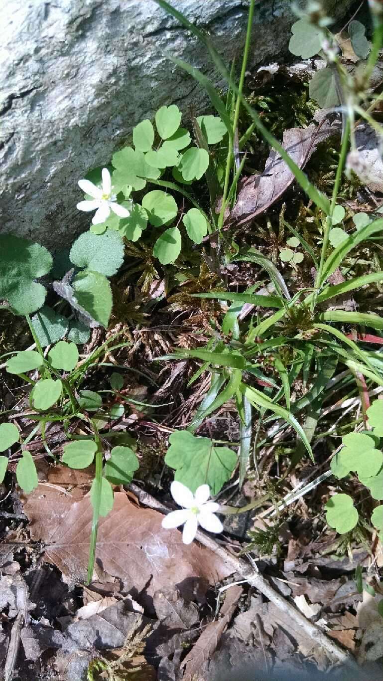 Image of Rue-Anemone