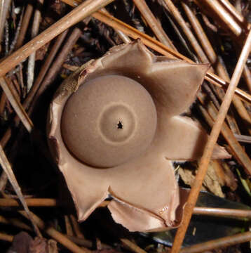 Imagem de Geastrum velutinum Morgan 1895