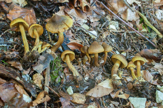 Image of Cortinarius olivaceofuscus Kühner 1955