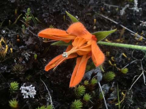 Image of Nasa ranunculifolia subsp. huanucoensis T. Henning, E. Rodr. & Weigend