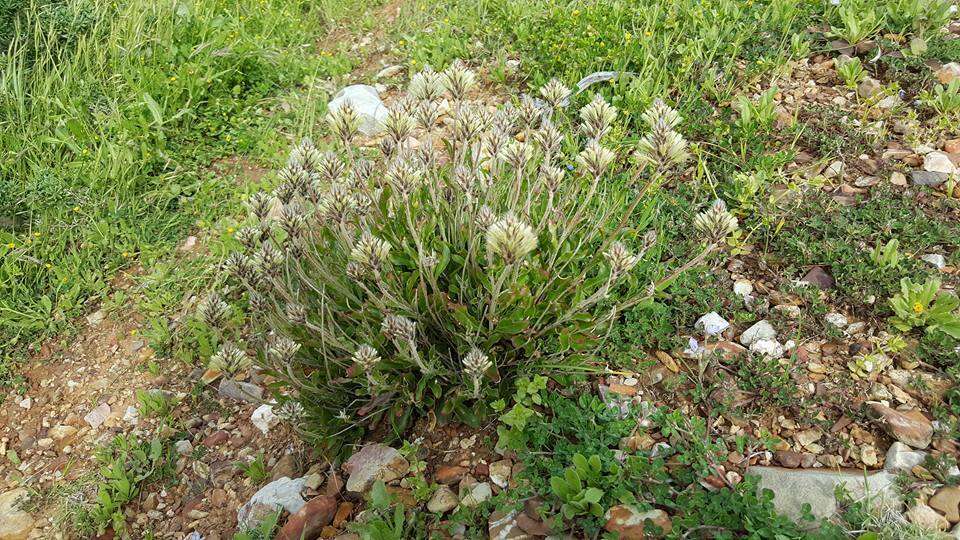 <i>Ptilotus angustifolius</i>的圖片