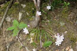 Image of Brimeura fastigiata (Viv.) Chouard