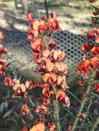 Image of <i>Daviesia ulicifolia</i> subsp. <i>incarnata</i>