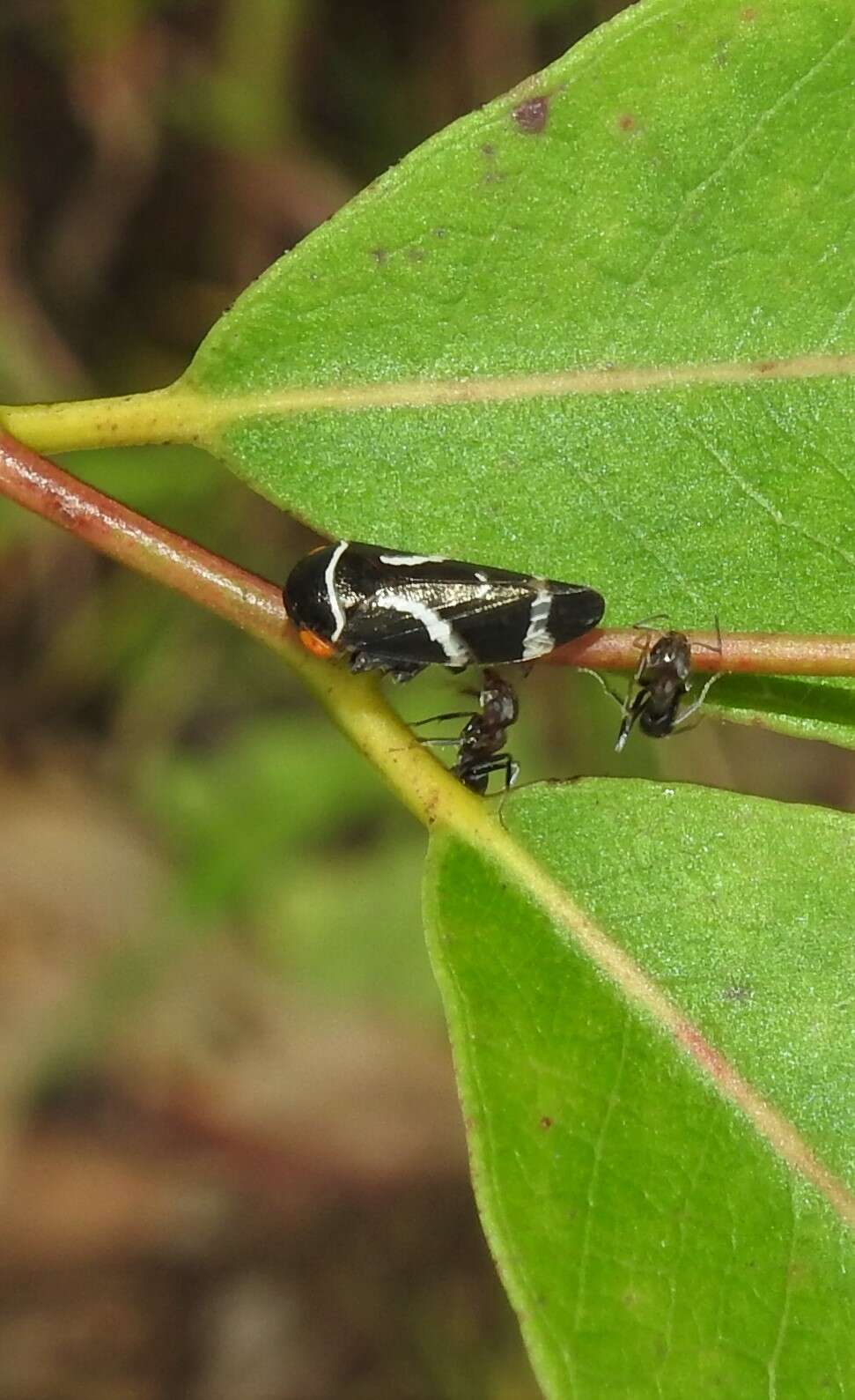 Image of Eurymeloides bicincta Erichson 1842