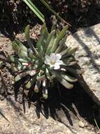 Lewisia glandulosa (Rydb.) Clay resmi